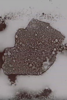 cosmopolite – cosmopolite